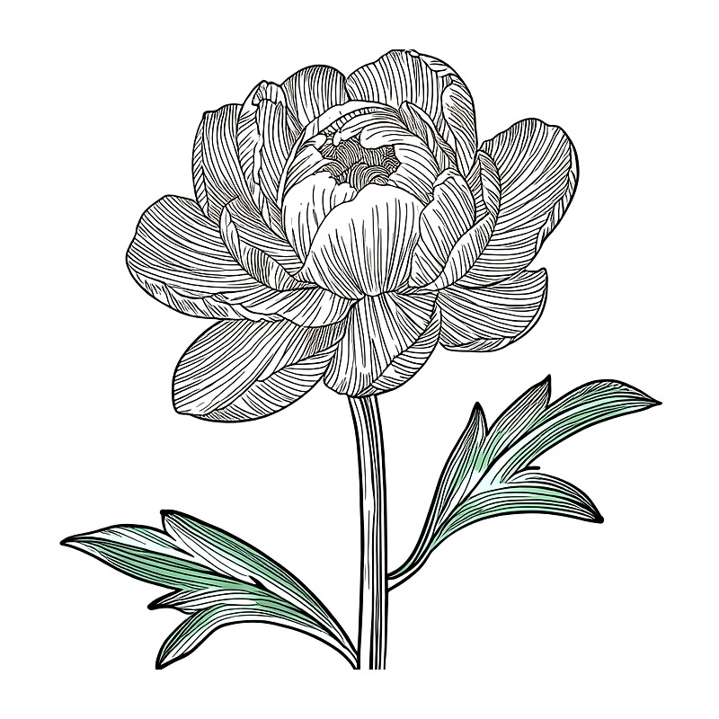 Art Craft Online - Minimal Plant Line Art Heat Transfer